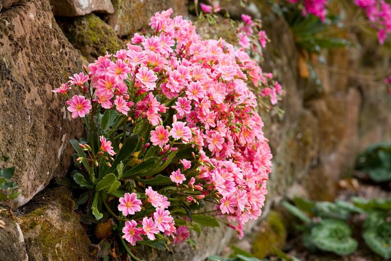 LEWISIA Cotyledon-Hybr. Regenbogen (1291-1)